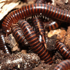 Leptogoniulus Sorornus Millipede “Panama”