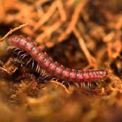 Desmoxytes Planata -"Pink Dragon Millipede"