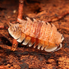 Pseudarmadillo Spinosus "Cuban Spiky" 5ct