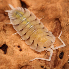 Porcellio Bolivari "Bolivari"