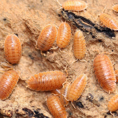 Porcellio Dilatatus “Rust”