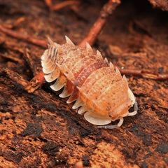 Pseudarmadillo Spinosus "Cuban Spiky" 5ct