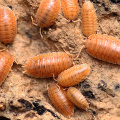 Porcellio Dilatatus “Rust”