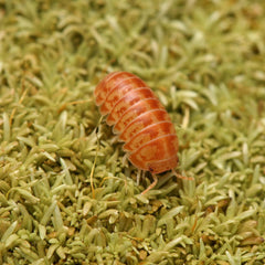 Venezillo Parvus “Orange Marmalade”