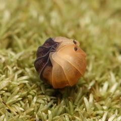 Cubaris Sp. "Rubber Bees"