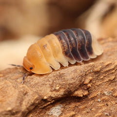 Cubaris Sp. "Rubber Bees"