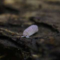 Ctenorillo Sp " Boqueron" - Puerto Rico Spiky Isopod