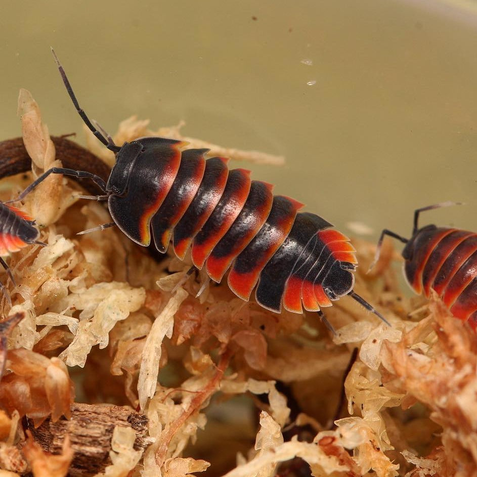Merulanella Sp. “Super Red Ember Bees” – Tropical Isopods