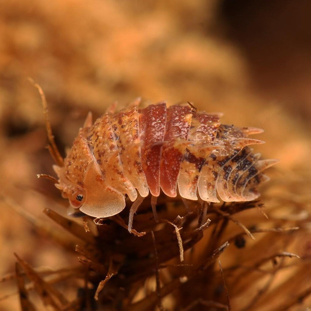 Pseudarmadillo spinosus