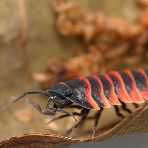 Merulanella Sp. “Super Red Ember Bees” – Tropical Isopods