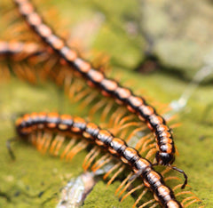 Helicorthomorpha holstii Millipede