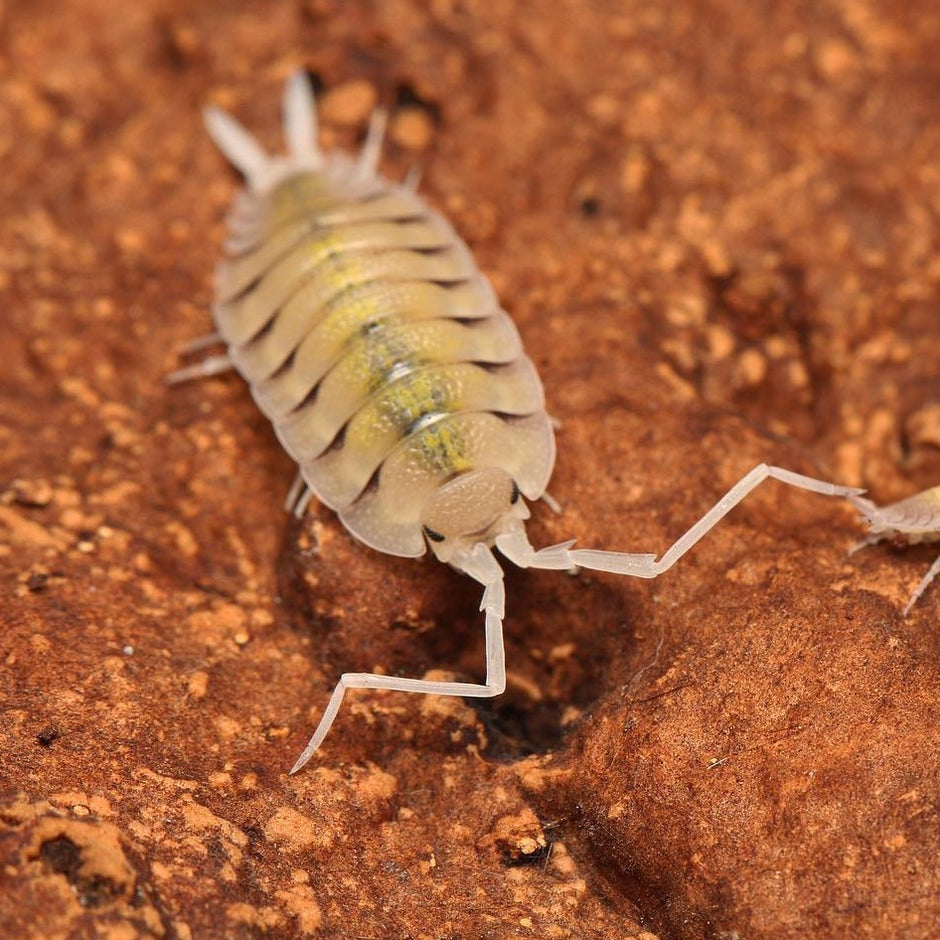 Porcellio Isopods For Sale – Tropical Isopods