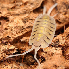 Porcellio Bolivari "Bolivari"