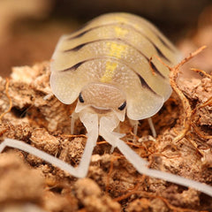 Porcellio Bolivari "Bolivari"