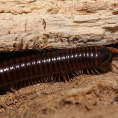 Leptogoniulus Sorornus Millipede “Panama”