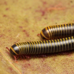 Anadenobolus monilicornis - Bumble Bee Millipede "Miami"