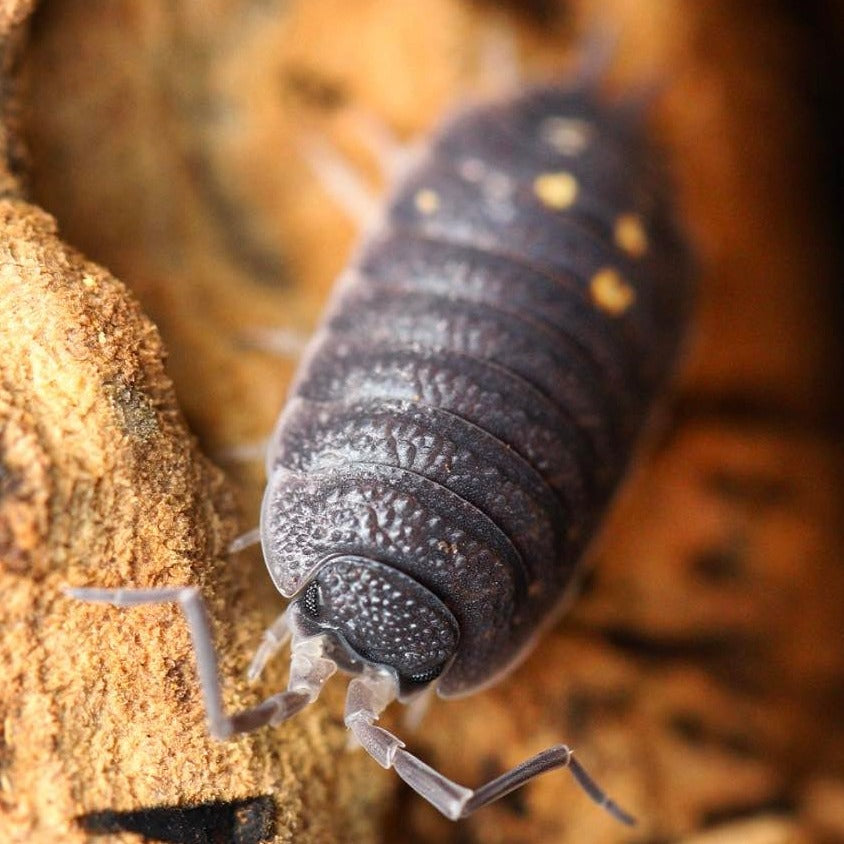 Porcellio Ornatus “Yellow Dot”