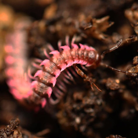Desmoxytes Planata -"Pink Dragon Millipede"