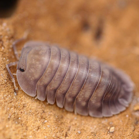 Nesodillo Arcangelii Sp.