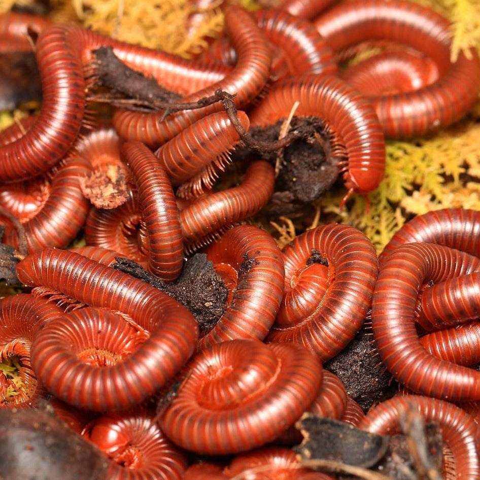 Trigoniulus corallinus - Scarlet Millipede  “Malaysia”