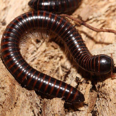 Leptogoniulus Sorornus Millipede “Panama”