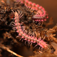 Desmoxytes Planata -"Pink Dragon Millipede"