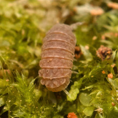 Reductoniscus costulatus “Pink Togezo” Spiky