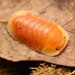 Cubaris Sp. "Blonde Rubber Ducky"