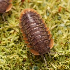 Cubaris Sp. "Red Edge"