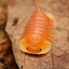 Cubaris Sp. "Blonde Rubber Ducky"