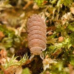 Reductoniscus costulatus “Pink Togezo” Spiky