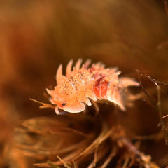 Pseudarmadillo Spinosus "Cuban Spiky" 5ct