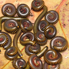 Anadenobolus monilicornis - Bumble Bee Millipede "Miami"