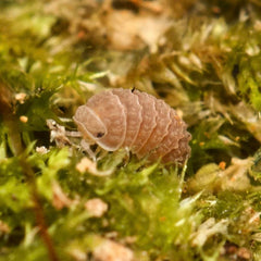 Reductoniscus costulatus “Pink Togezo” Spiky