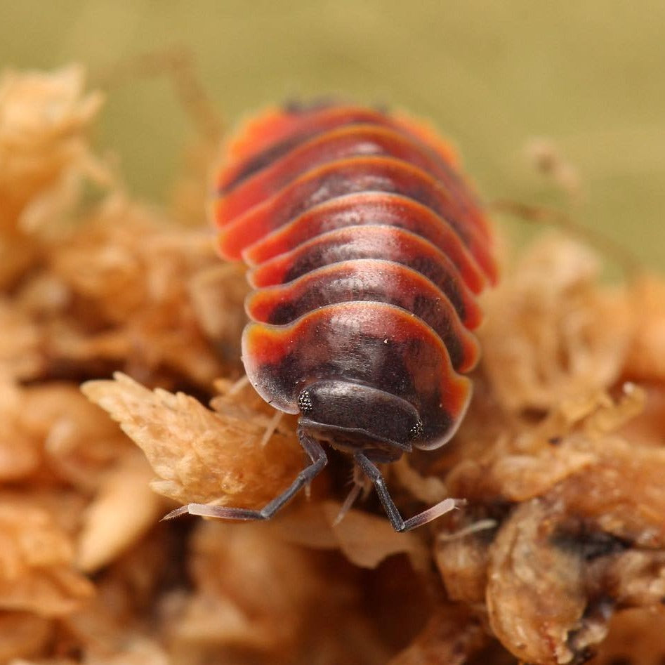 Merulanella Sp. “Super Red Ember Bees” – Tropical Isopods