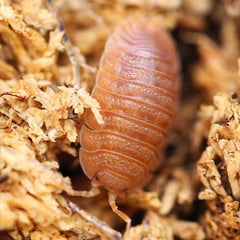 Porcellio Dilatatus “Rust”