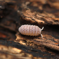 Ctenorillo Sp " Boqueron" - Puerto Rico Spiky Isopod