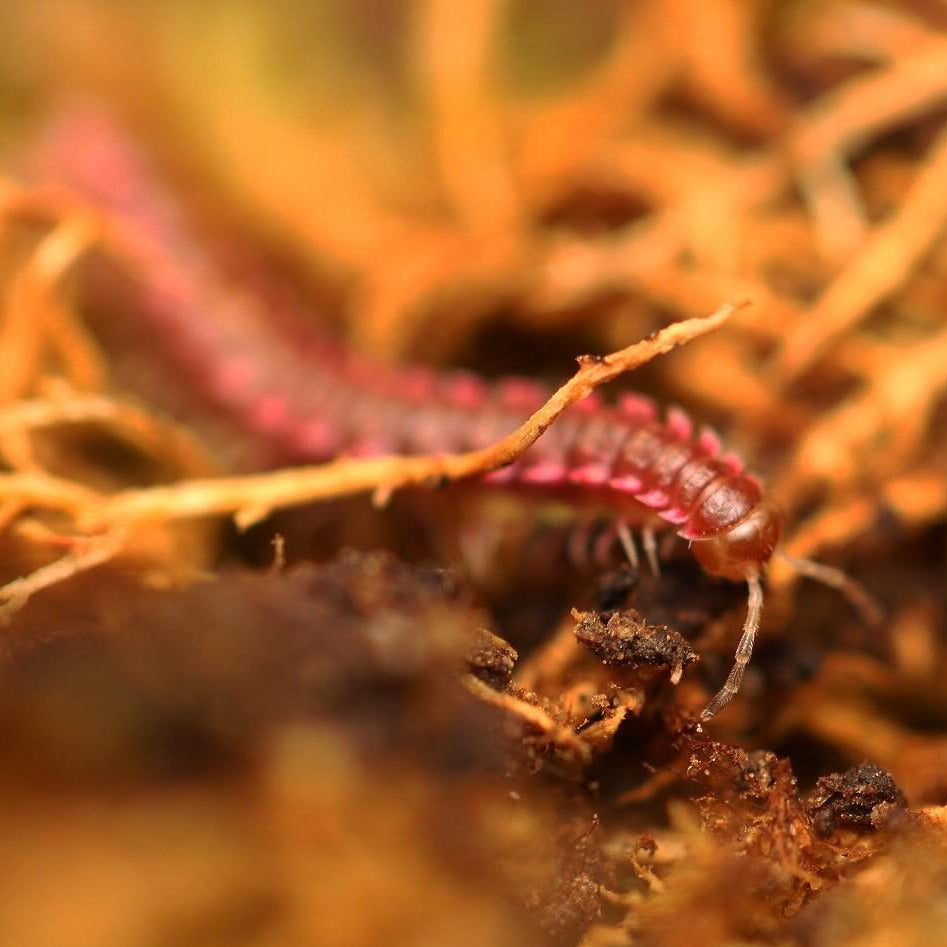 Desmoxytes Planata -"Pink Dragon Millipede"