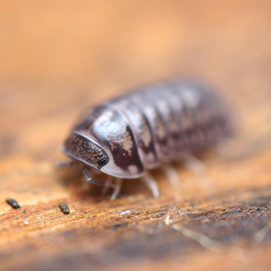 Cubaris sp. "Platinum Ducky"