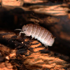 Ctenorillo Sp " Boqueron" - Puerto Rico Spiky Isopod