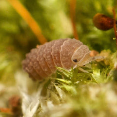 Reductoniscus costulatus “Pink Togezo” Spiky