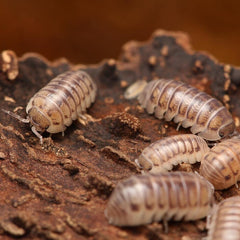 Armadillidium tunisiense “Eastern Clown Isopod”