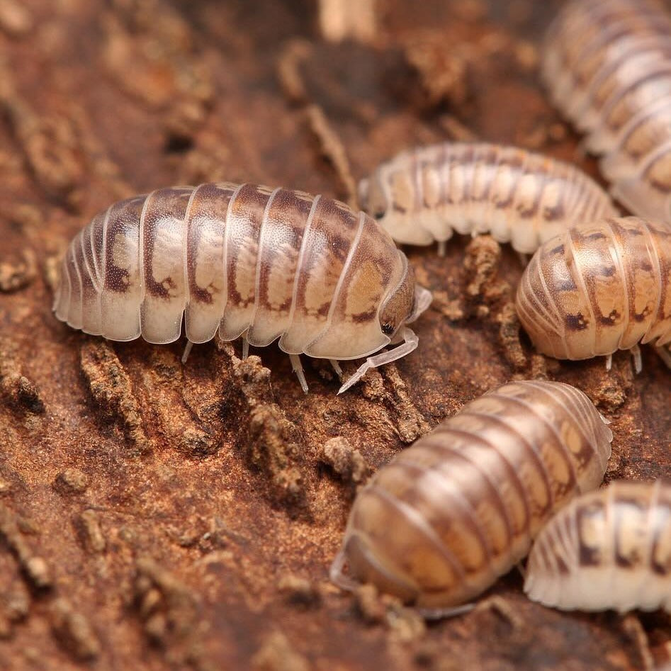 Armadillidium tunisiense “Eastern Clown Isopod” – Tropical Isopods