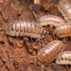 Armadillidium tunisiense “Eastern Clown Isopod”