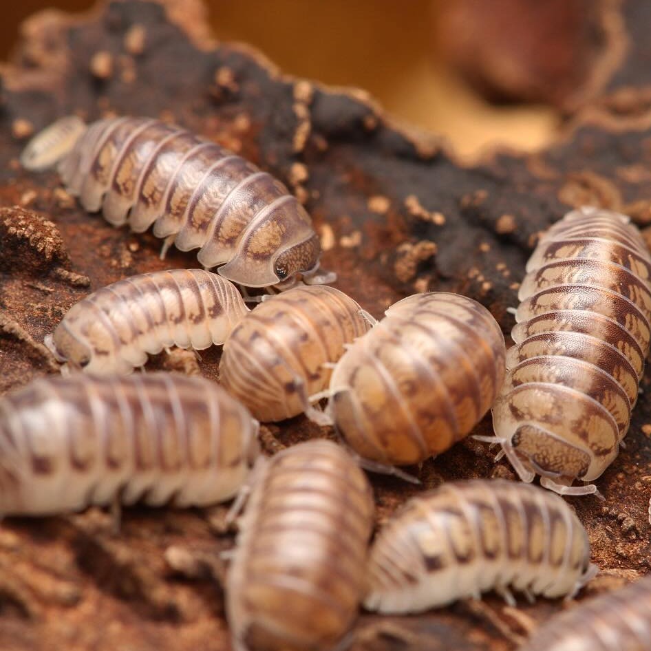 Armadillidium tunisiense “Eastern Clown Isopod” – Tropical Isopods