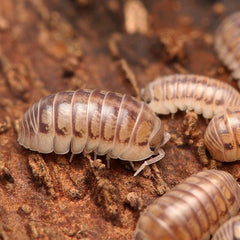 Armadillidium tunisiense “Eastern Clown Isopod”