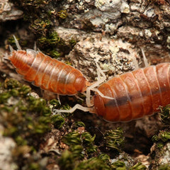 Porcellionides Pruinosus " Red Koi"