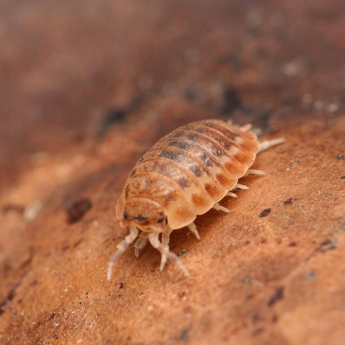 Agabiformius Lentus “Pumpkin Spice”