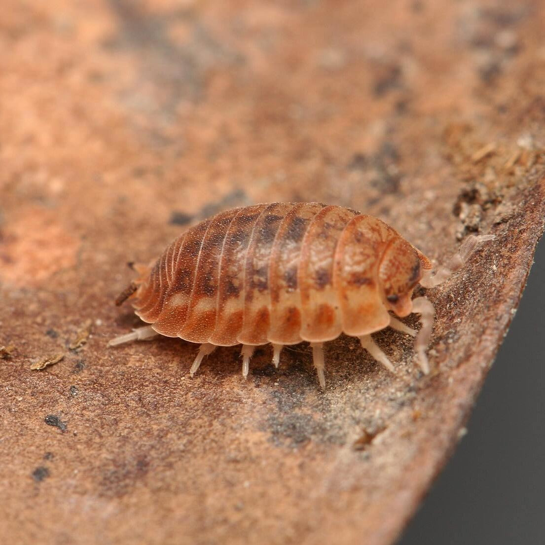 Agabiformius lentus “Pumpkin Spice”