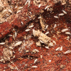 Bylas Ant Springtails (Pseudosinella violenta)